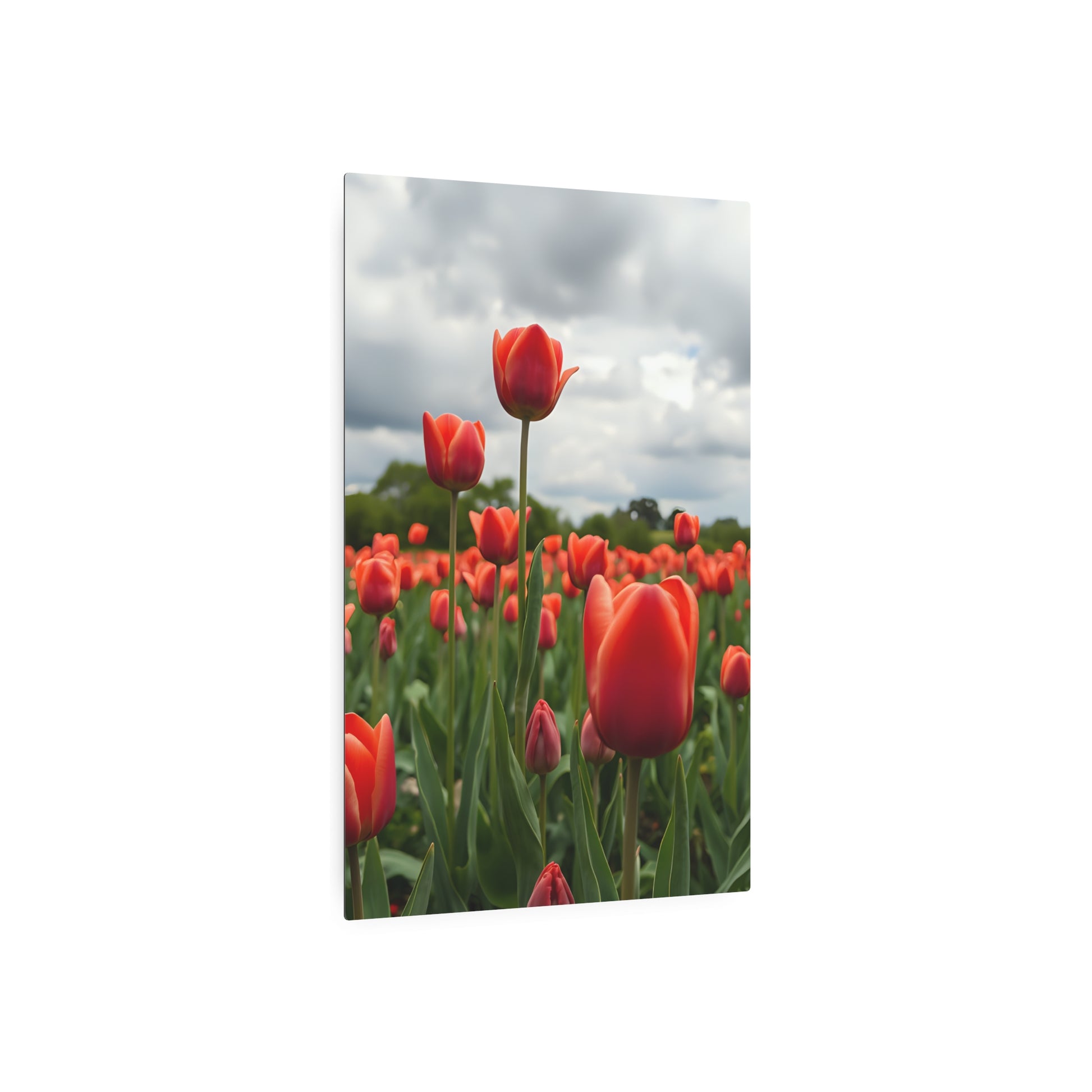 Red tulips Metal Art Sign