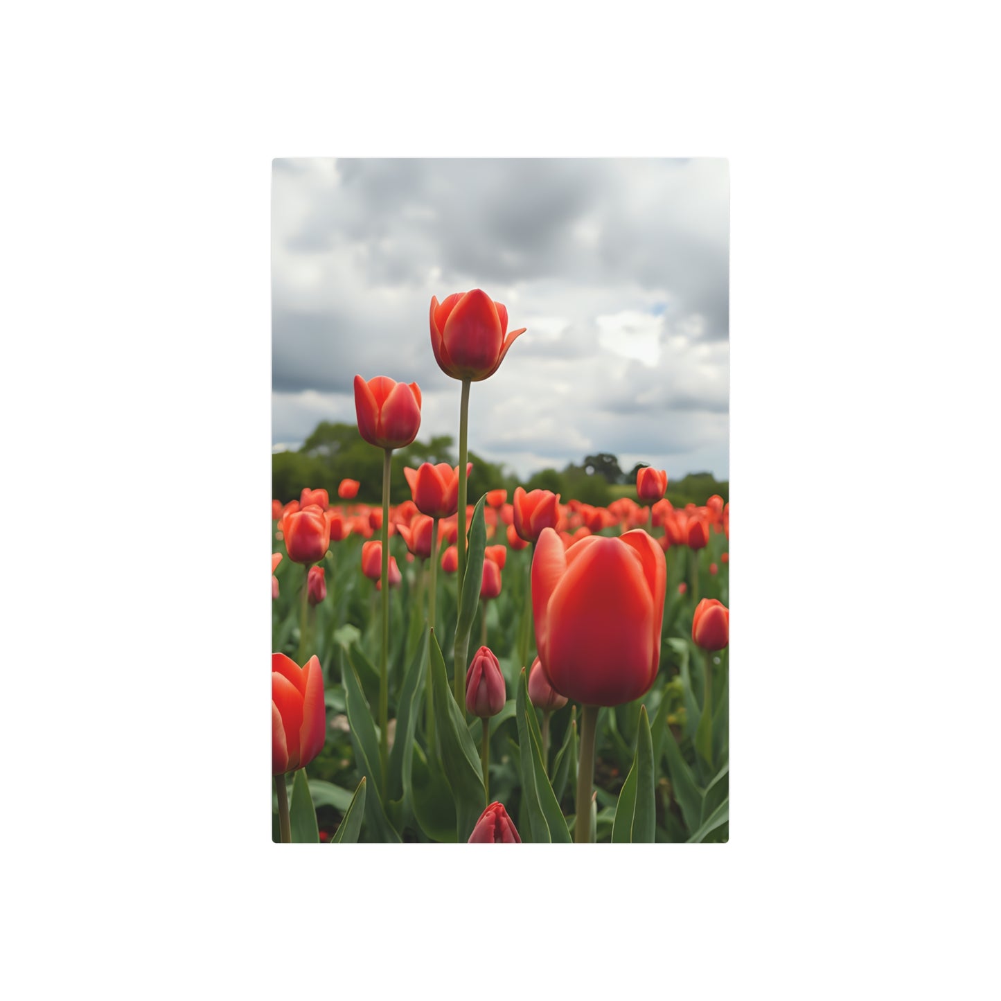 Red tulips Metal Art Sign