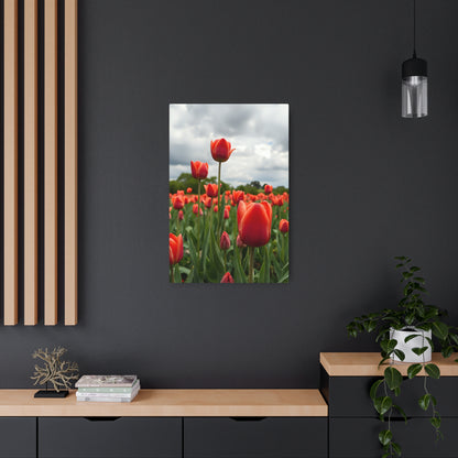 Red tulips Metal Art Sign