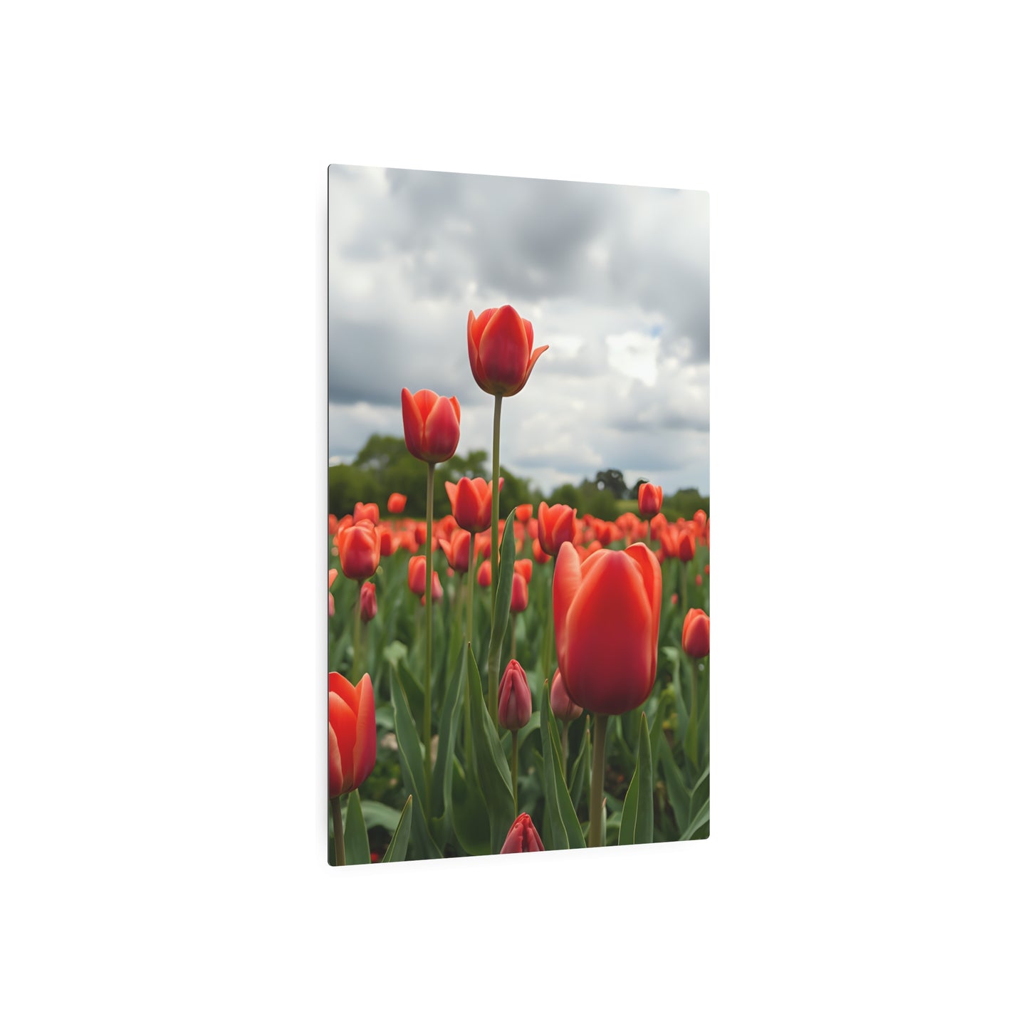 Red tulips Metal Art Sign